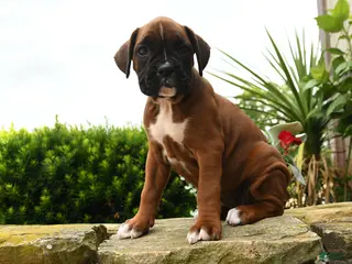 Boxer dogs for sale: Tiara - Ad 3
