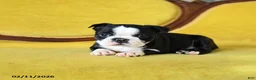 Boston Terrier dogs for sale: Roxie - Ad 8