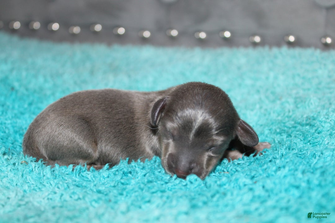 Miniature Dachshund dogs for sale: Belle Mini - Ad 1