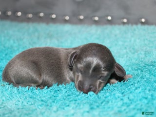 Miniature Dachshund dogs Belle Mini - Ad 30