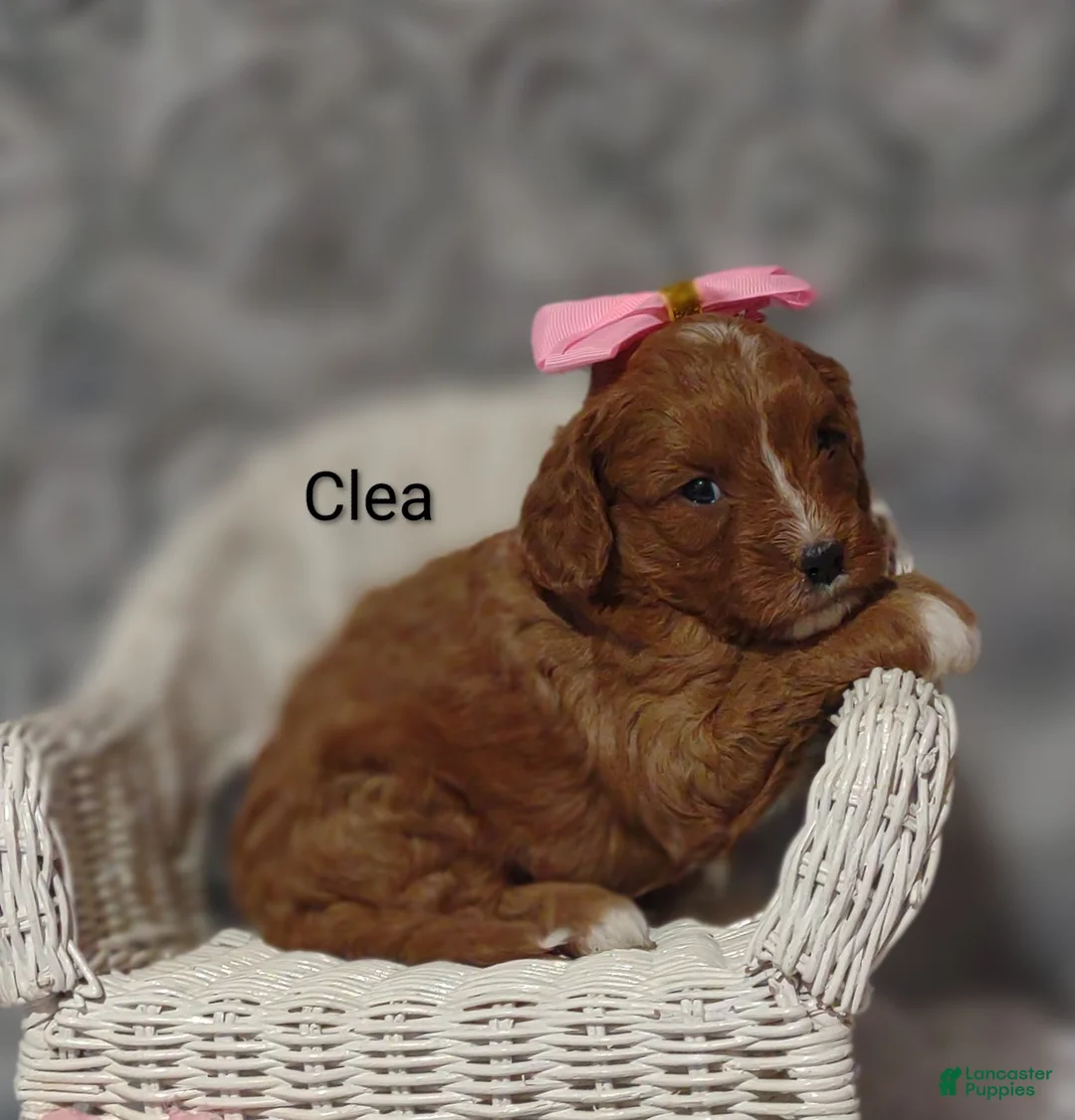 Cavapoo dogs for sale: Clea - Ad 2