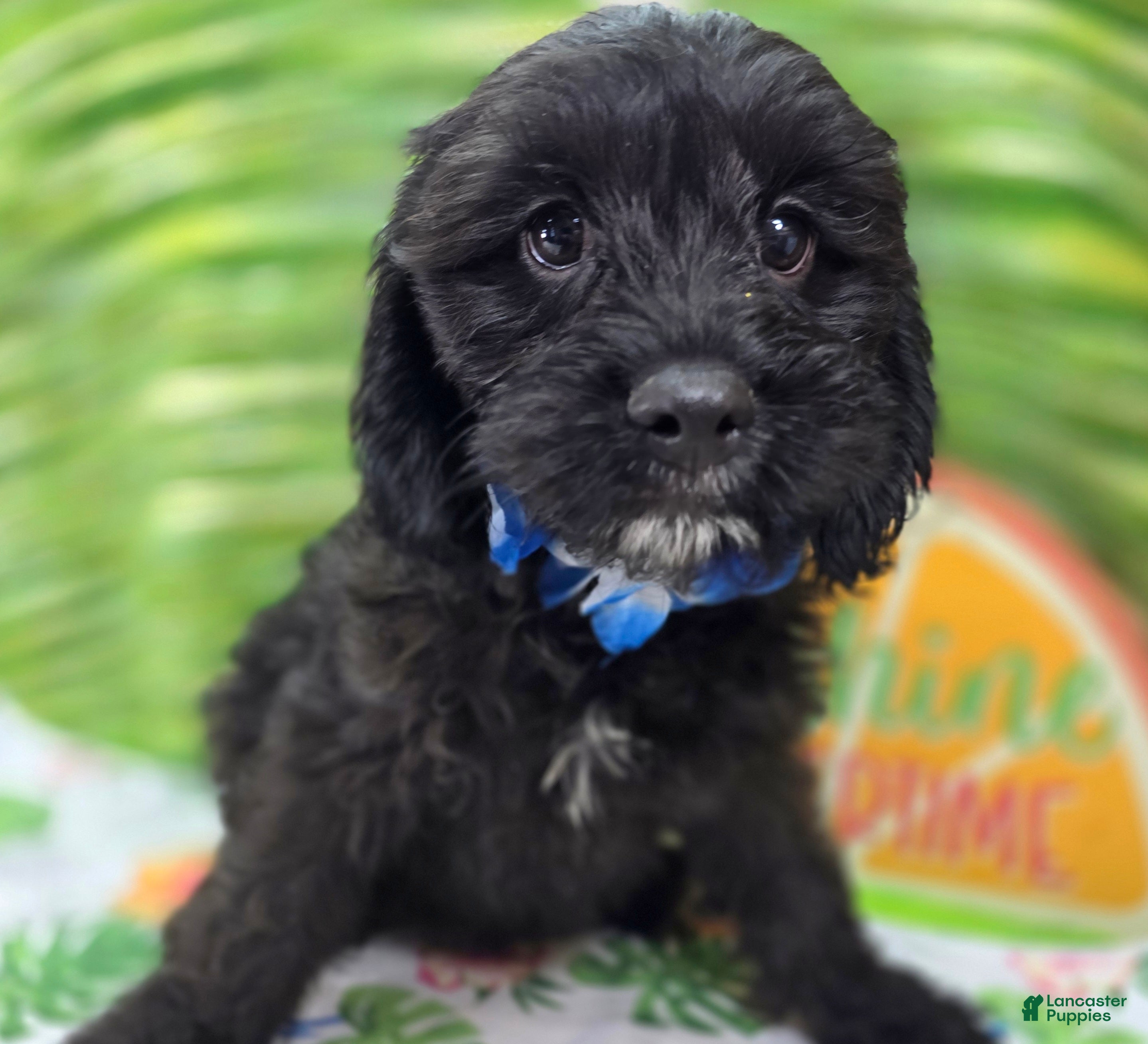 Cavapoo dogs Trigger - Ad 28