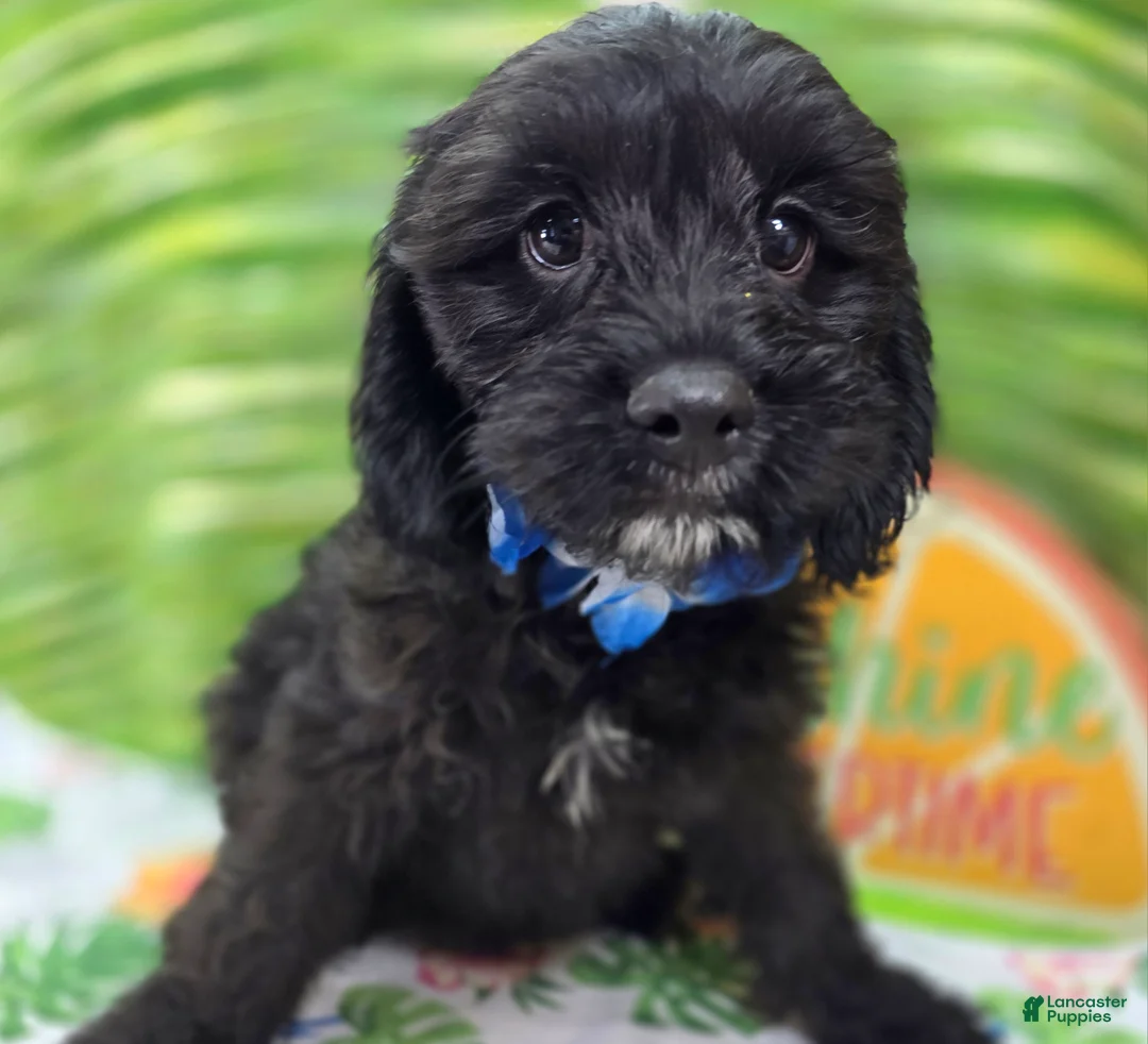 Cavapoo dogs for sale: Trigger - Ad 1