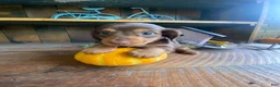 Miniature Dachshund dogs for sale: Reece - Ad 12