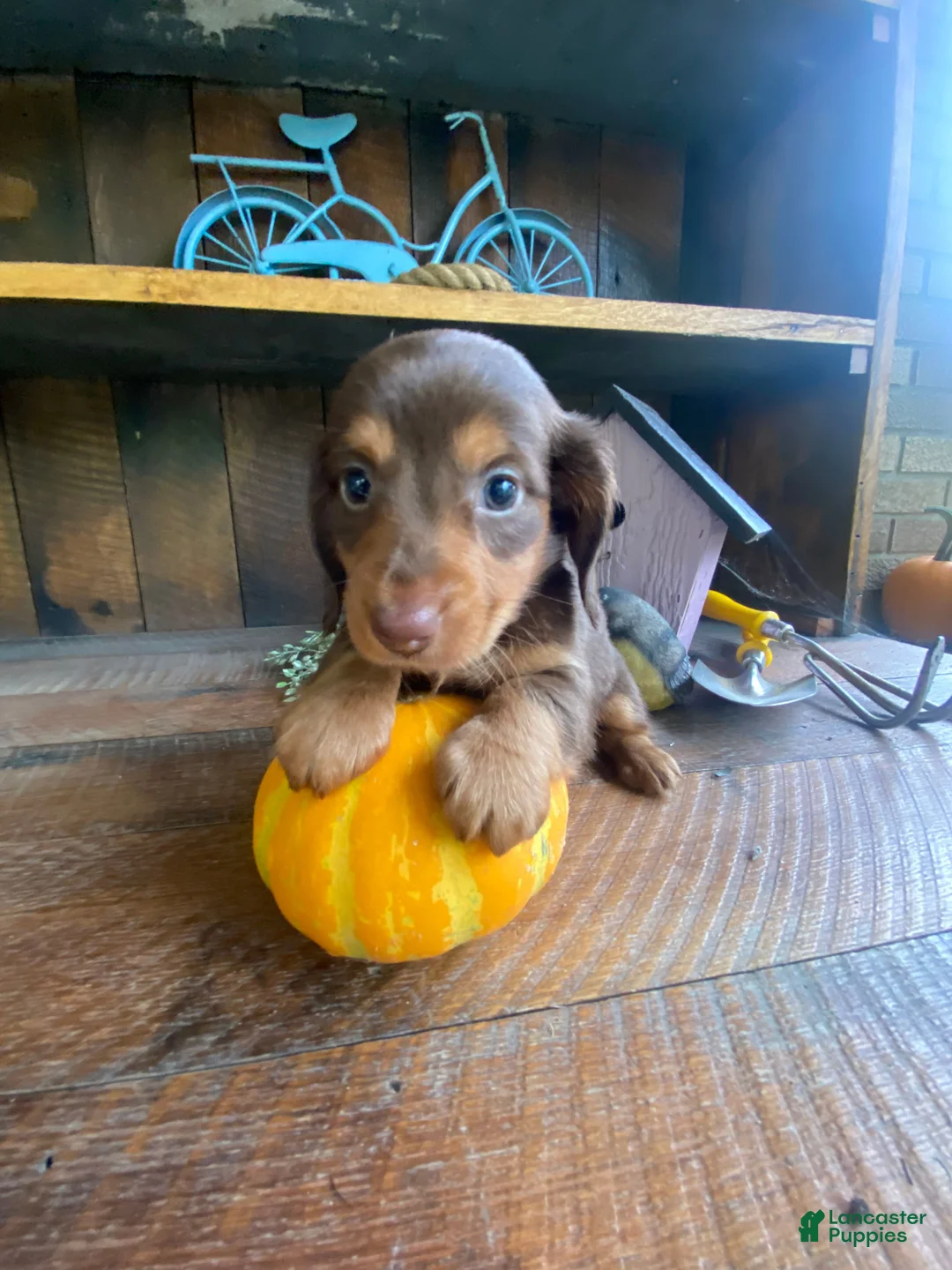 Miniature Dachshund dogs for sale: Reece - Ad 12