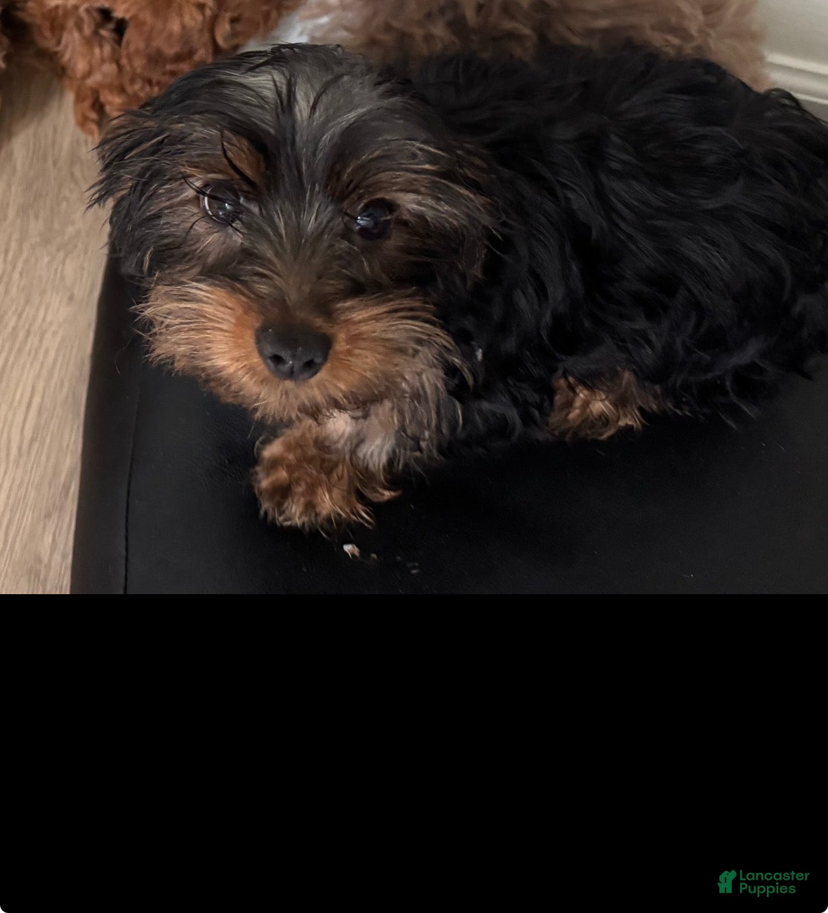 Cavapoo dogs Yorkie 2 - Ad 37
