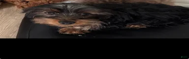 Yorkie 2