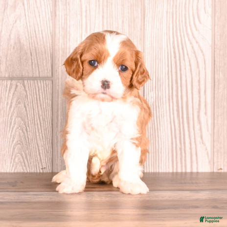 Cavapoo dogs Timmy - Ad 2