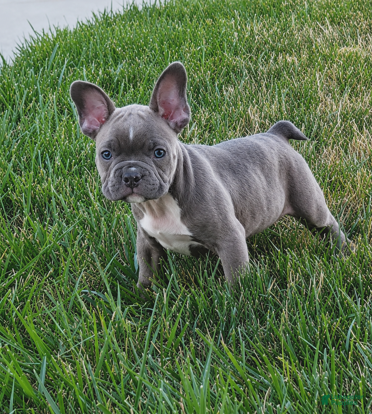 Frenchton dogs Bradon - Ad 1