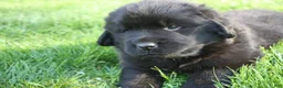 Newfoundland dogs for sale: Midnight - Ad 13