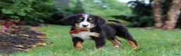 Bernese Mountain Dog dogs for sale: Bruno - Ad 6