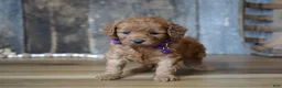 Cavapoo dogs for sale: Leah - Ad 3