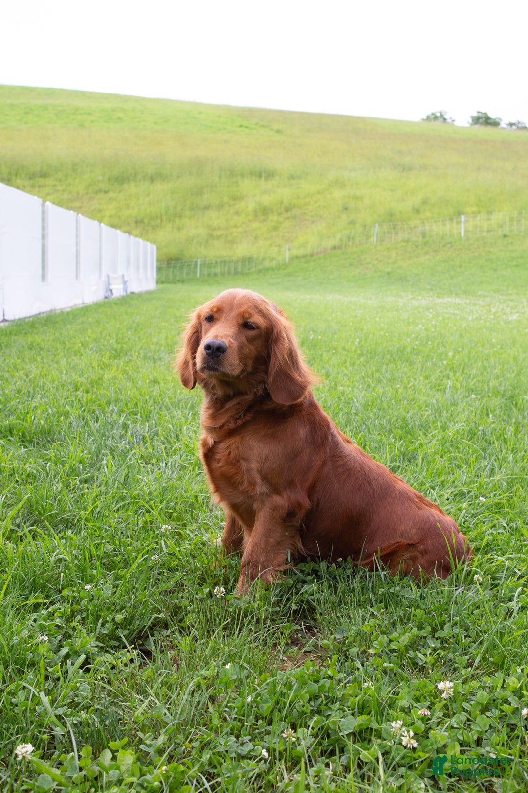 Miniature Golden Retriever dogs for sale: Damien - Ad 5