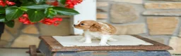Cavalier King Charles Spaniel dogs for sale: AKC Wendy - Ad 2
