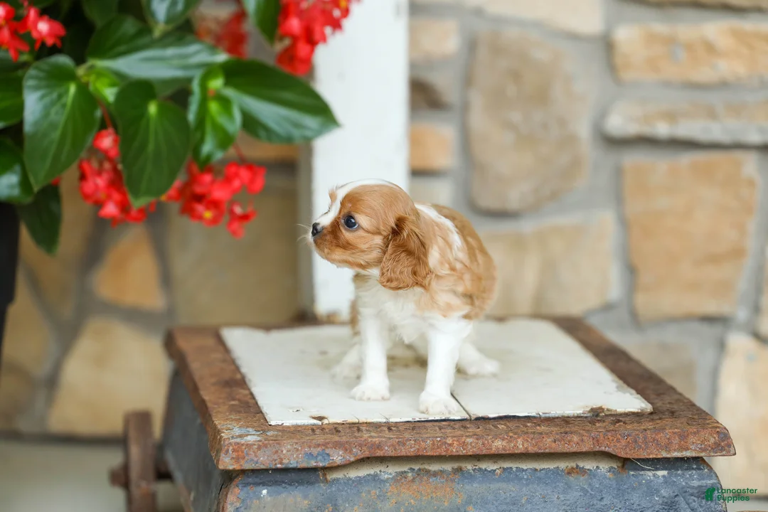Cavalier King Charles Spaniel dogs for sale: AKC Wendy - Ad 2