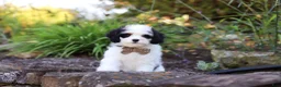 Cavapoo dogs for sale: Brady - Ad 3