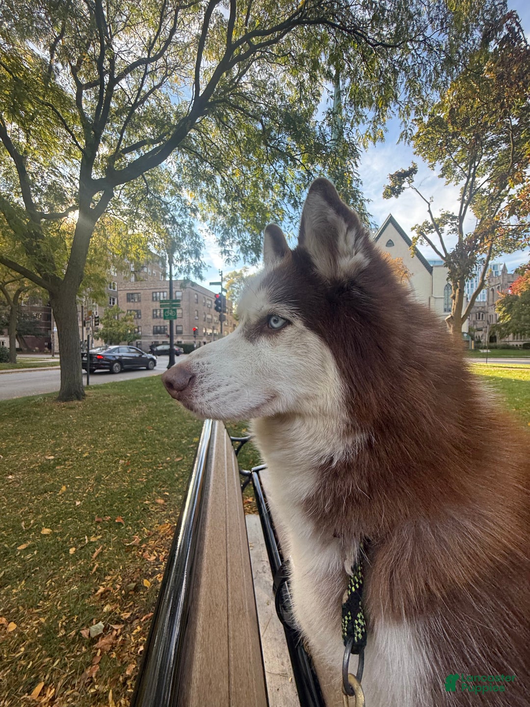 Siberian Husky dogs for sale: Siberian Husky Puppy 1 - Ad 2