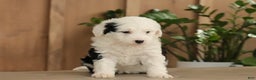 Mini Bernedoodle dogs for sale: Lacy - Ad 2