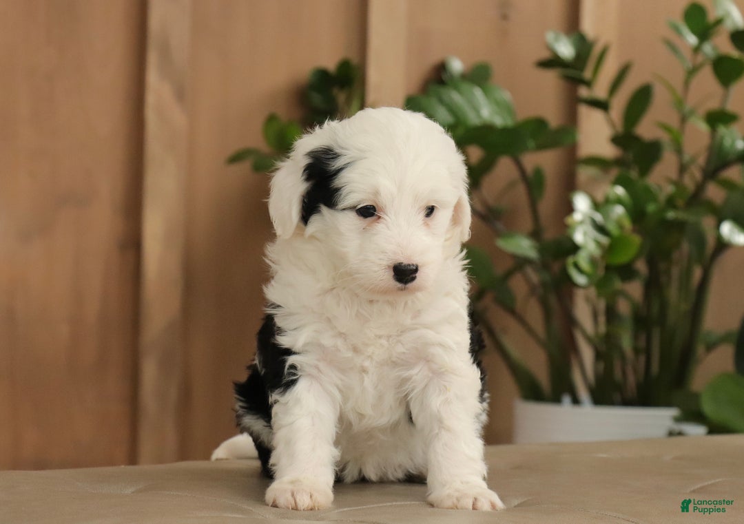 Mini Bernedoodle dogs for sale: Lacy - Ad 2