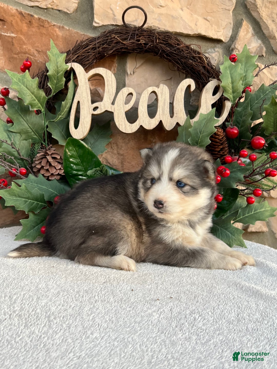 Pomsky dogs for sale: Mistletoe - Ad 2