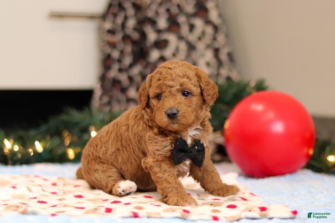 Goldendoodle dogs for sale: Freddy - Ad 6