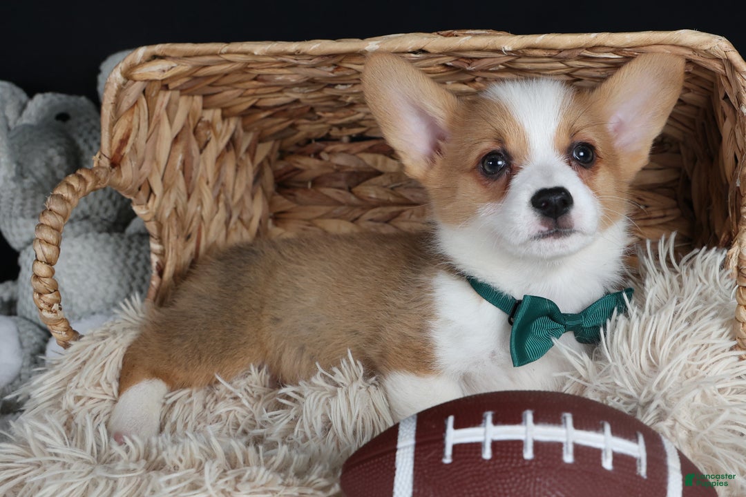 Welsh Corgi Pembroke dogs for sale: Hunter - Ad 14