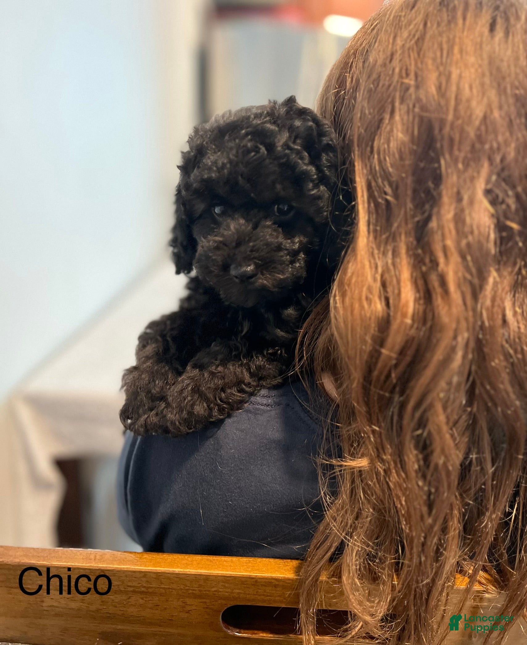 Miniature Poodle dogs Chico - Ad 2