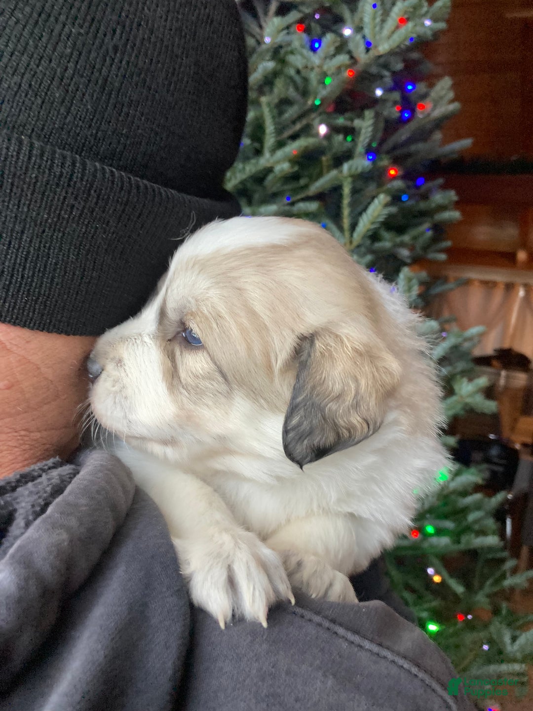 Great Pyrenees dogs for sale: Great Pyrenees Female Puppy - Purple - Ad 3