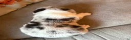 Mixed Breed dogs for sale: Doc - Ad 5