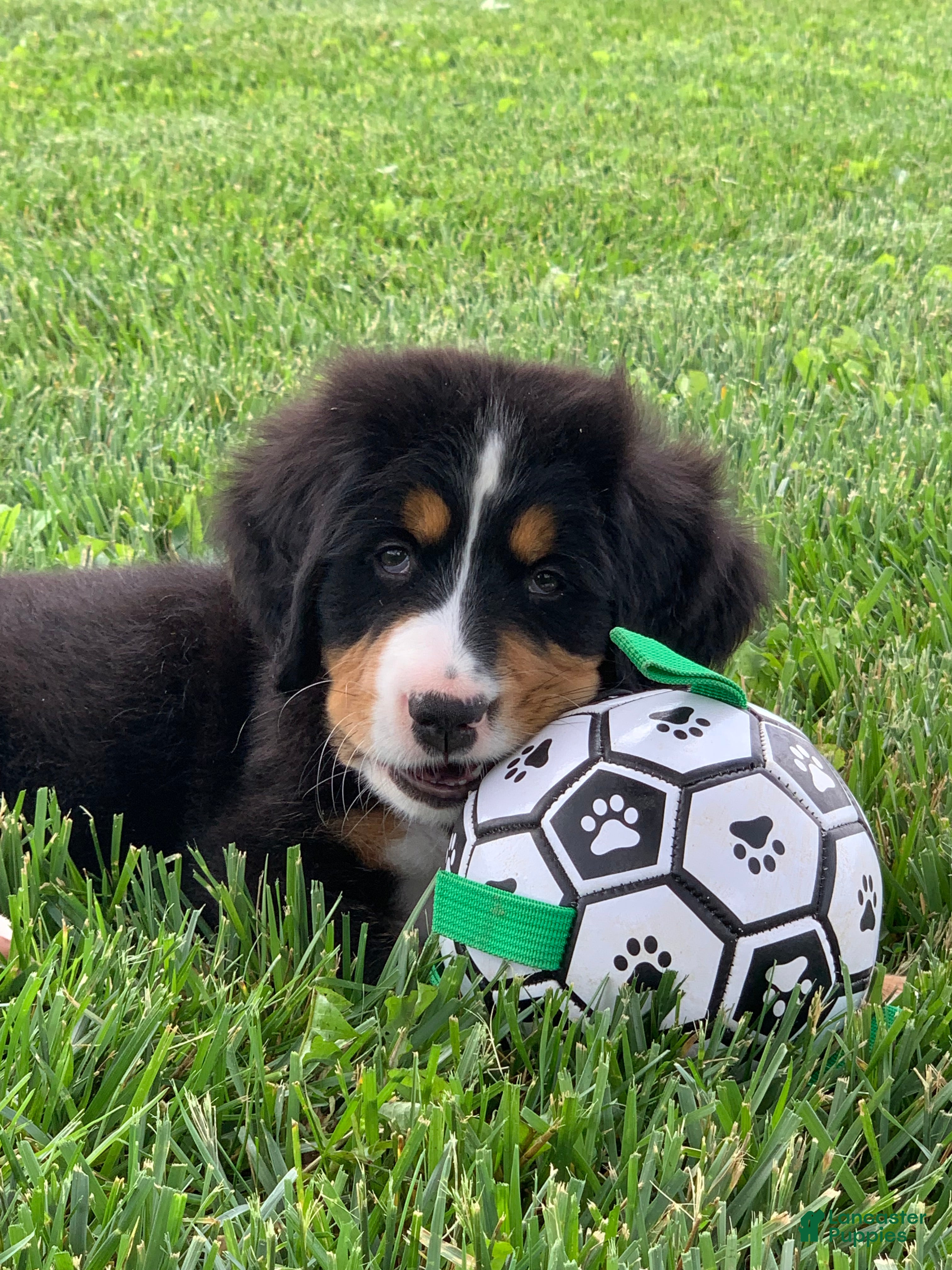 Bernese Mountain Dog dogs Pluto - Ad 1