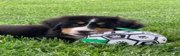 Bernese Mountain Dog dogs for sale: Pluto - Ad 1