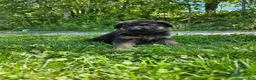 German Shepherd dogs for sale: Cooper  - Ad 5