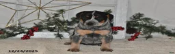 Australian Cattle Dog dogs for sale: Bessy - Ad 3