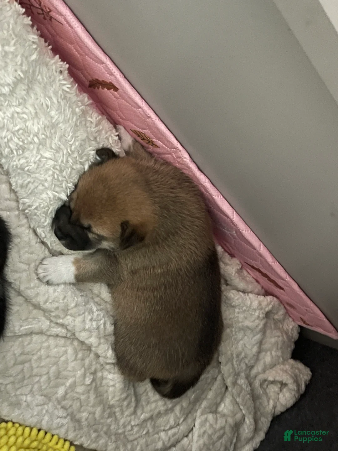 Shiba Inu dogs for sale: Shiba Inu Puppy 3 Dingo  - Ad 1