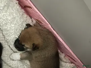 Shiba Inu dogs Shiba Inu Puppy 3 Dingo - Ad 4