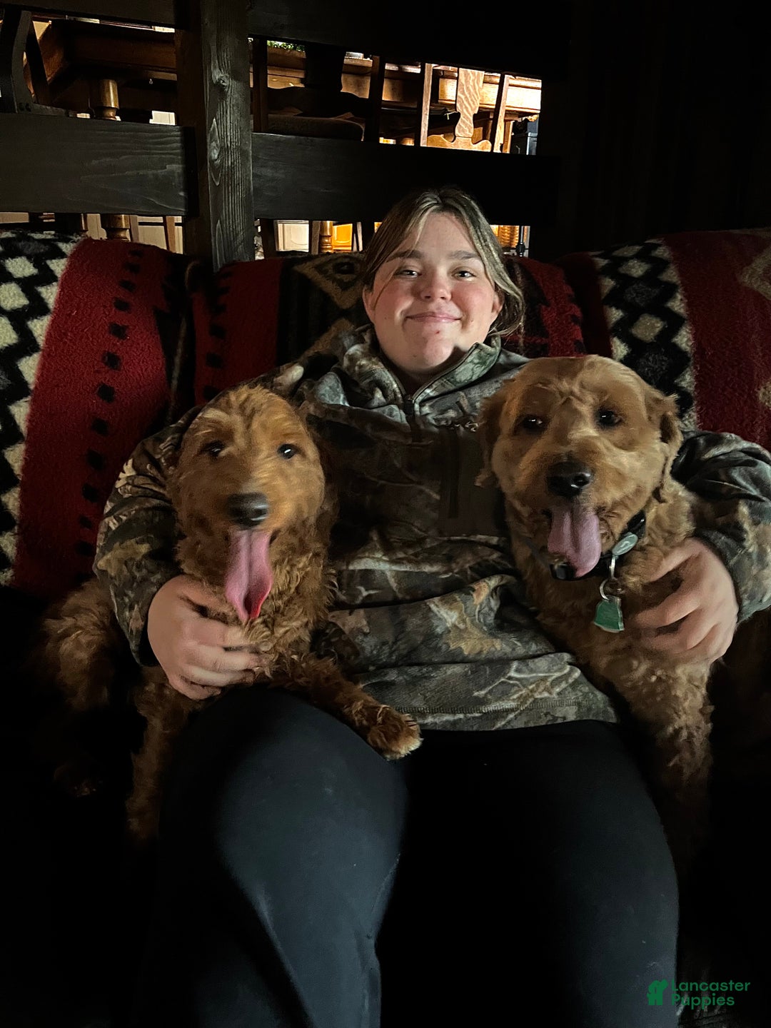 Mini Goldendoodle dogs for sale: Ranger - Ad 4