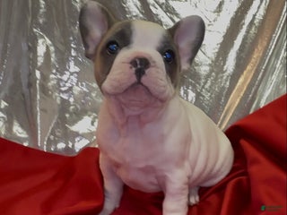 French Bulldog dogs Abbi - Ad 7