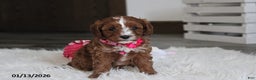 Cavapoo dogs for sale: Luna  - Ad 6