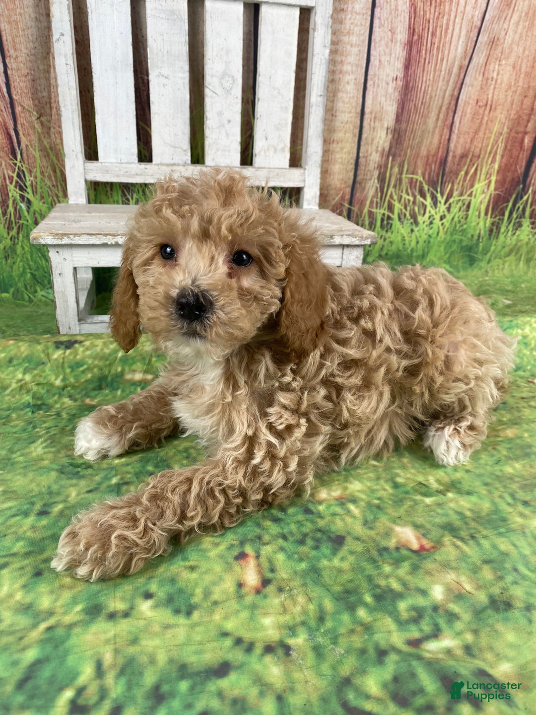 Miniature Poodle dogs for sale: Teddy - Ad 6