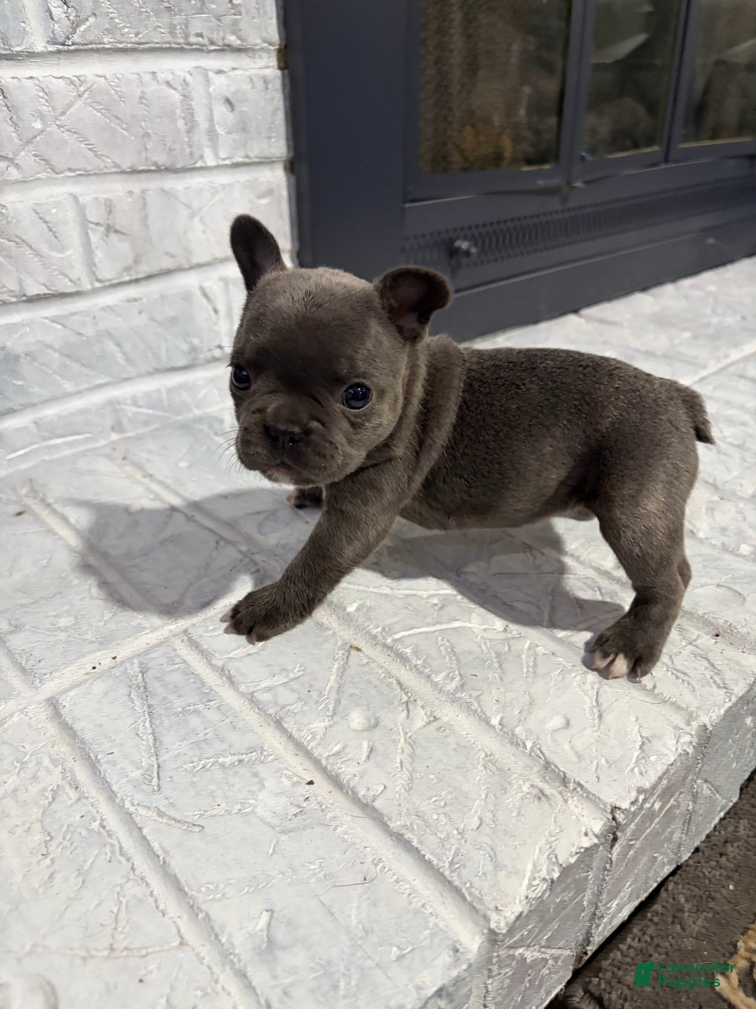 French Bulldog dogs for sale: Socks - Ad 2