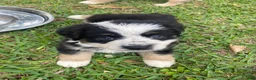 Australian Shepherd dogs for sale: Ninja Star  - Ad 2