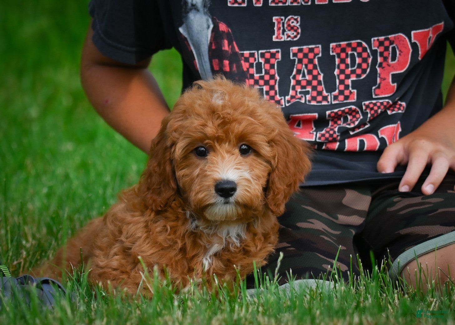 Mini Goldendoodle dogs Aspen - Ad 2