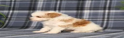 Miniature Poodle dogs for sale: Xavier - Ad 3