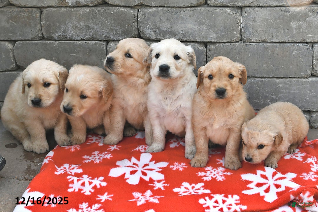 Golden Retriever dogs for sale: Dolly - Ad 3
