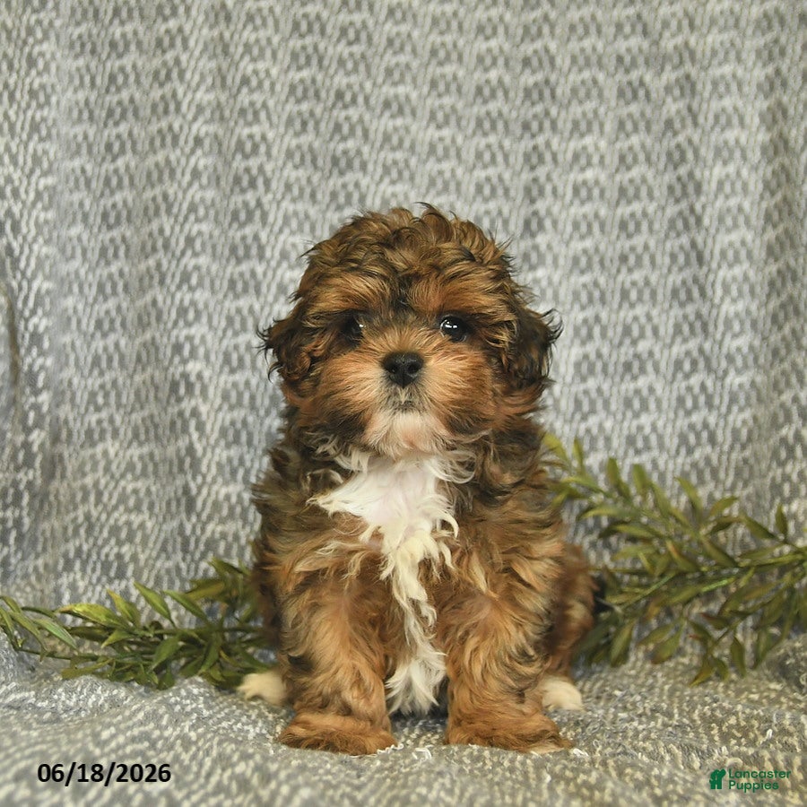 Shihpoo dogs Cody  - Ad 2
