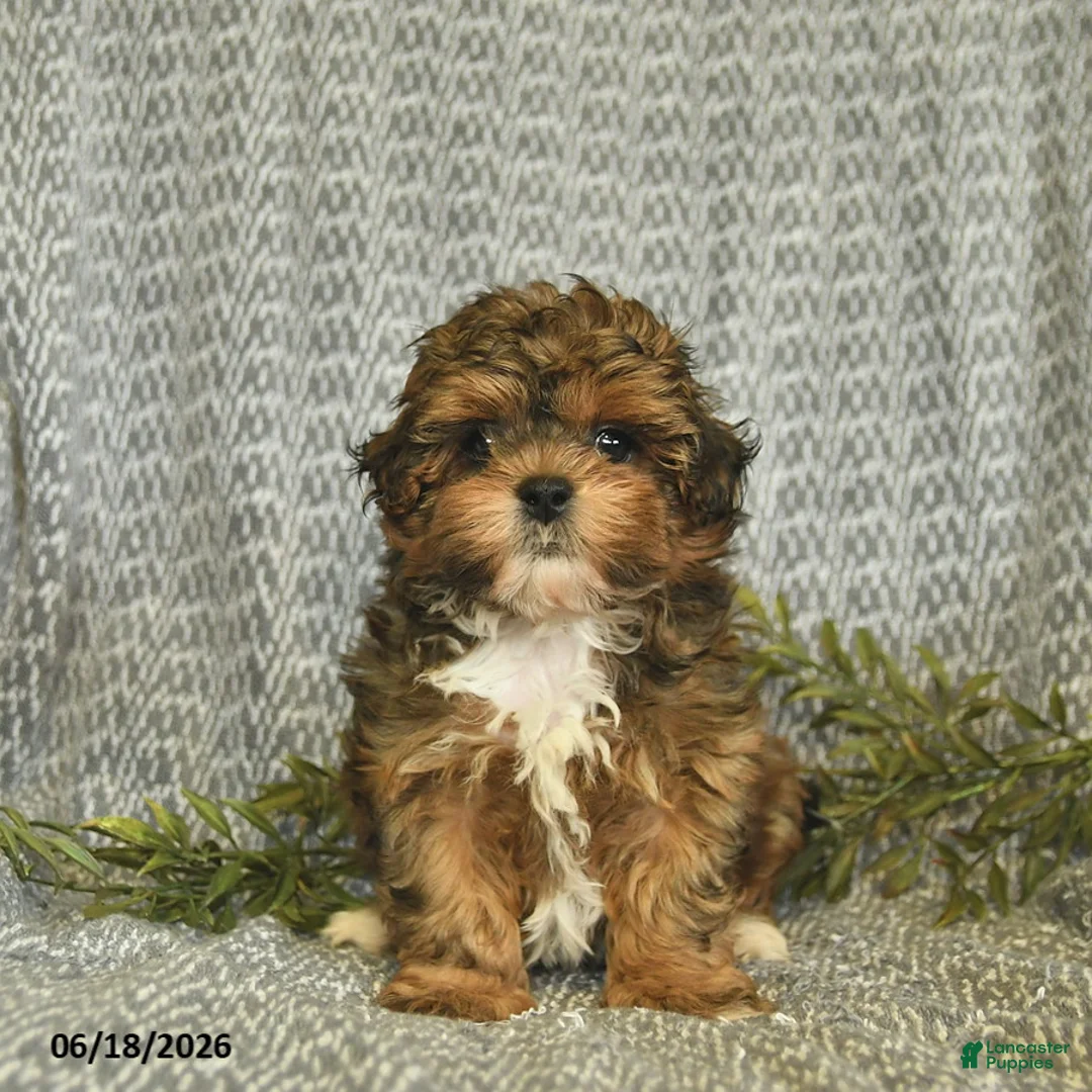 Shihpoo dogs for sale: Cody  - Ad 2