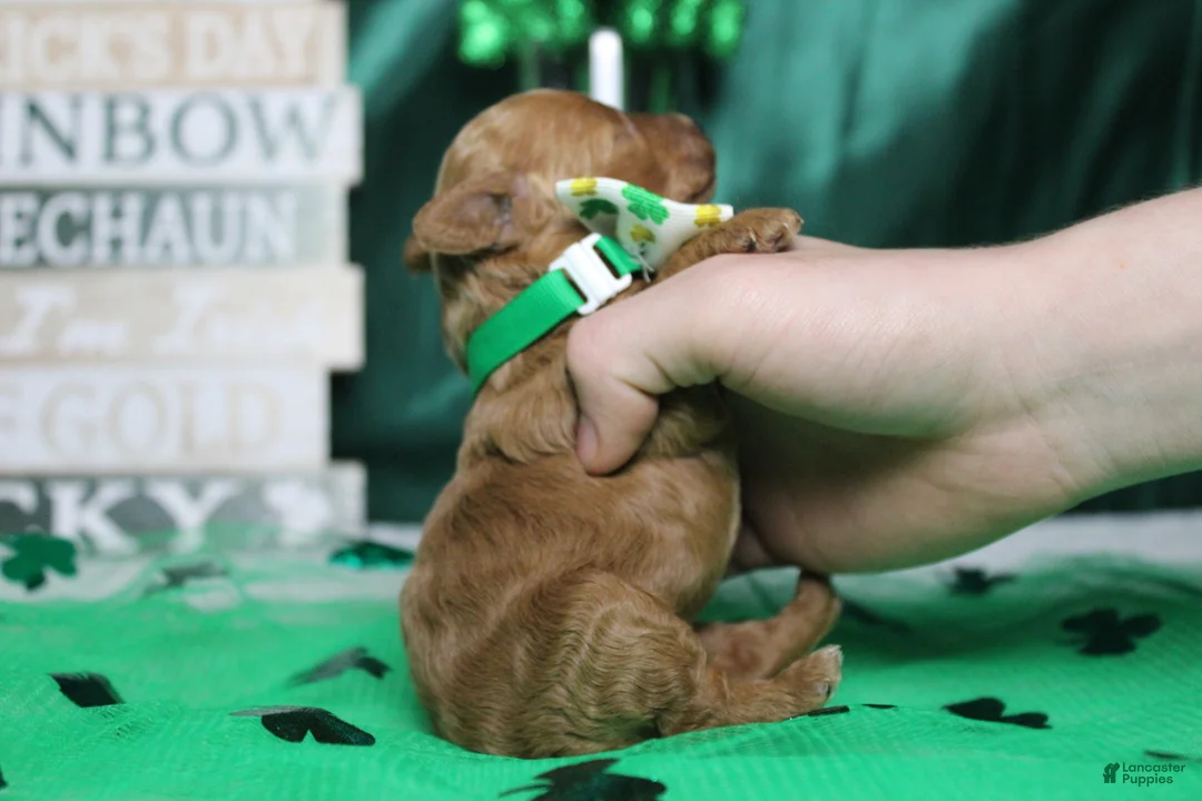 Miniature Poodle dogs for sale: Rufus  - Ad 8