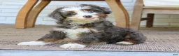 Mini Bernedoodle dogs for sale: Hazel  - Ad 3