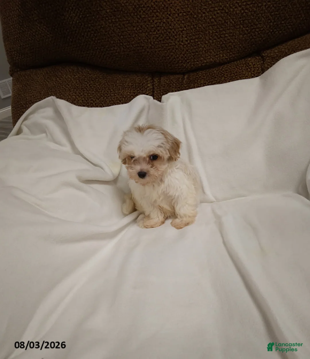 Maltipoo dogs for sale: Dolly - Ad 3