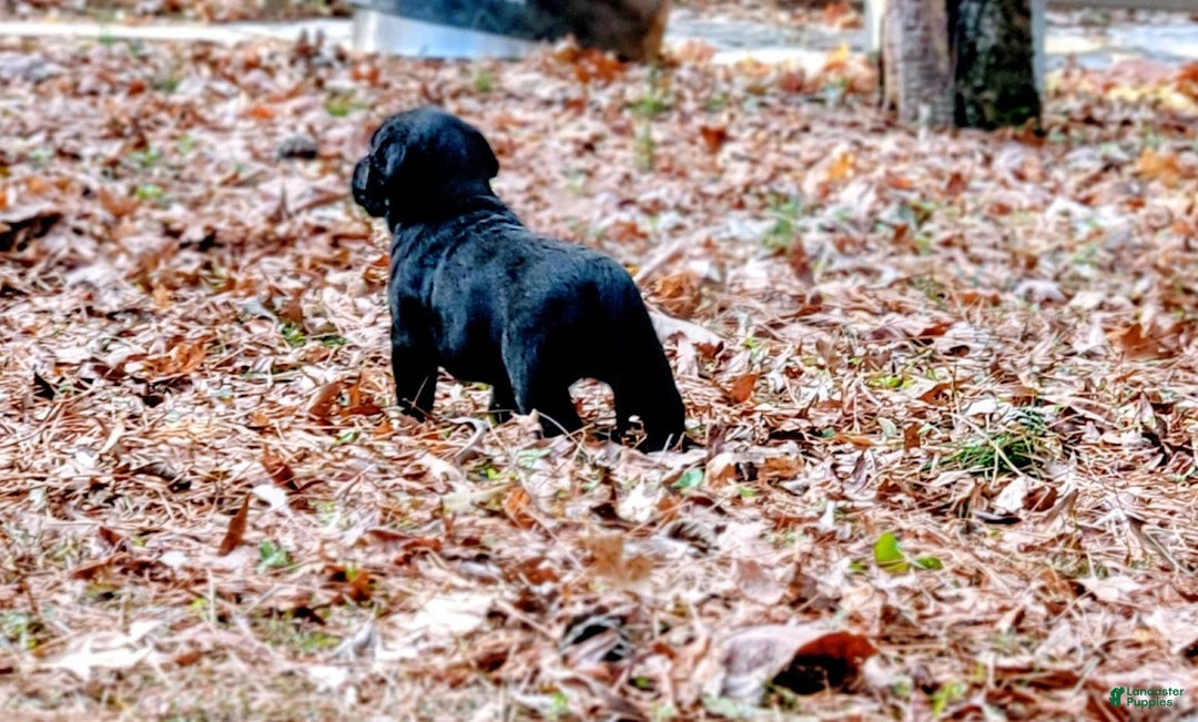 Goldador dogs for sale: Goldador Puppy 1 Pink - Ad 3